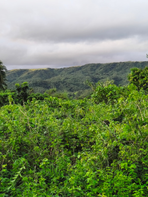 lot view