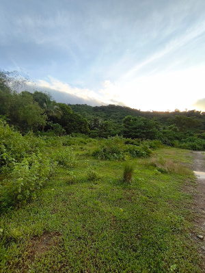 lot view